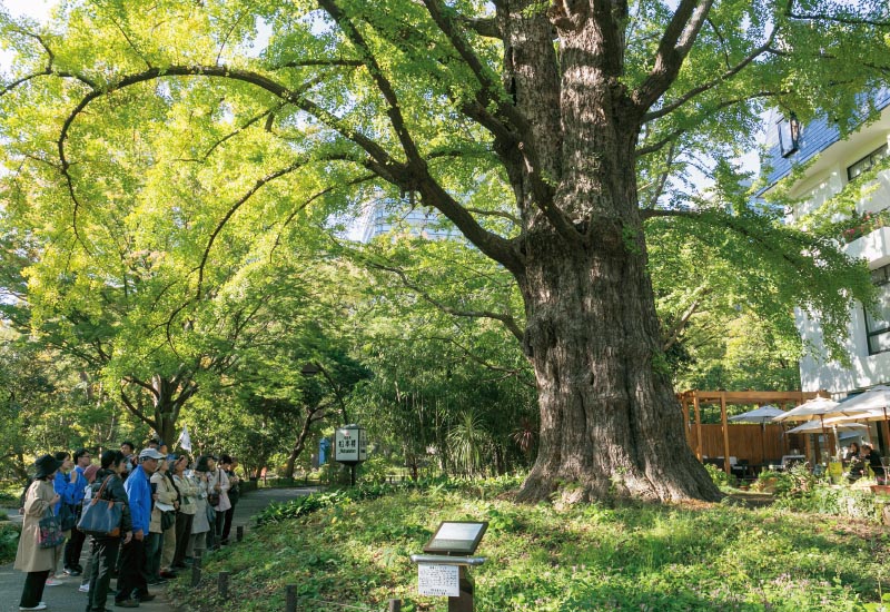 集団で街路樹を観察している写真