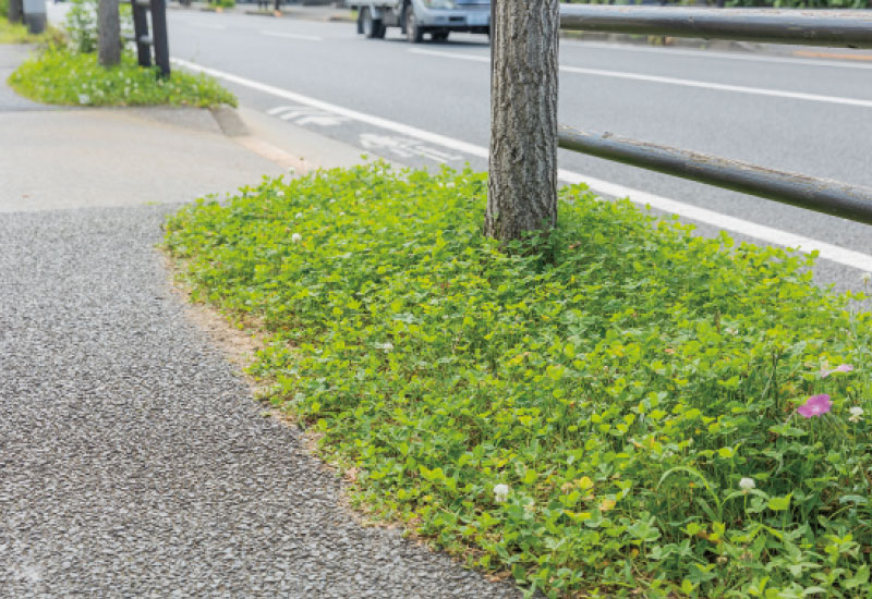 街路樹の風景