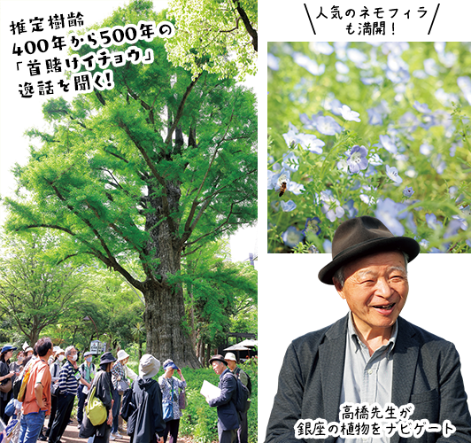 推定樹齢400年から500年の「首賭けイチョウ」逸話を聞く！