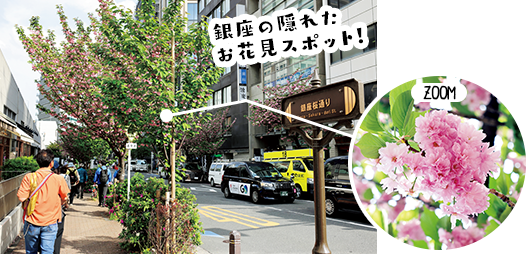 銀座の隠れたお花見スポット！