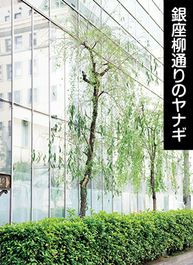 銀座柳通りのヤナギ