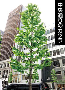 中央通りのカツラ