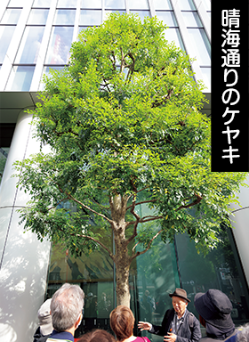 晴海通りのケヤキ